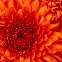 Chrysanthemum 