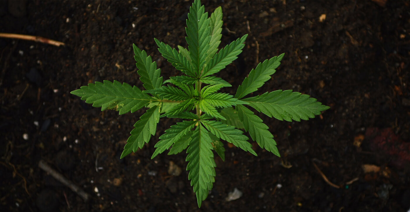 Recreational & Medical Marijuana