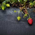 strawberries-828627_1920