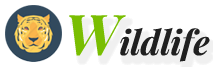 WildLife WordPress theme