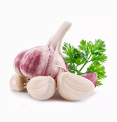 Porcelain Garlic