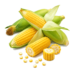 100% Natural Fresh Sweet Corn